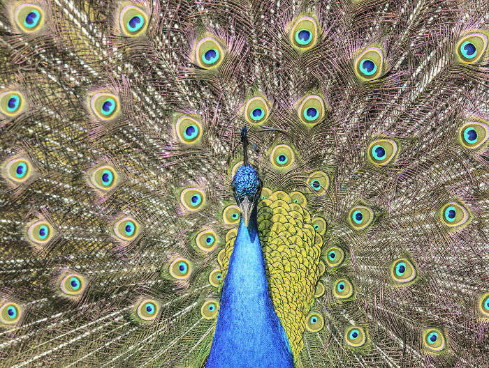 I Lived In A Farm Among Horses And Peacocks And Captured These Mythical Animals