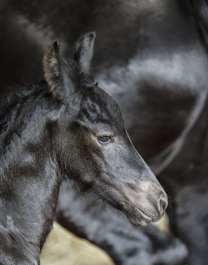 I Lived In A Farm Among Horses And Peacocks And Captured These Mythical Animals I Lived In A Farm Among Horses And Peacocks And Captured These Mythical Animals