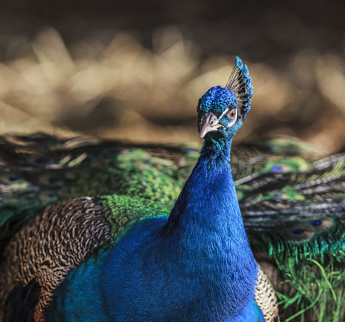 I Lived In A Farm Among Horses And Peacocks And Captured These Mythical Animals