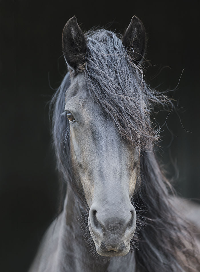 I Lived In A Farm Among Horses And Peacocks And Captured These Mythical Animals