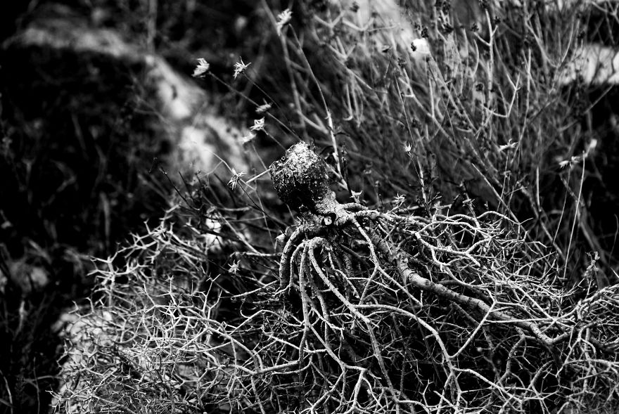 I Photograph Nature In Black And White