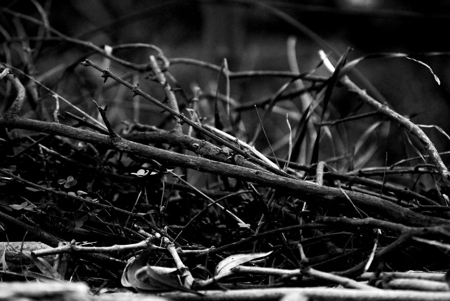 I Photograph Nature In Black And White