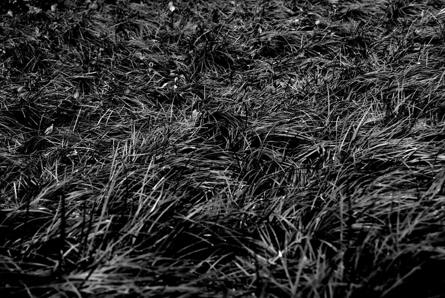 I Photograph Nature In Black And White