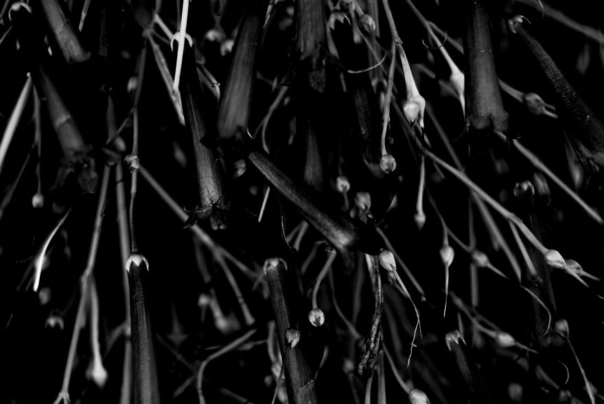 I Photograph Nature In Black And White