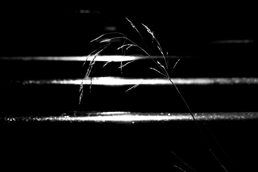 I Photograph Nature In Black And White