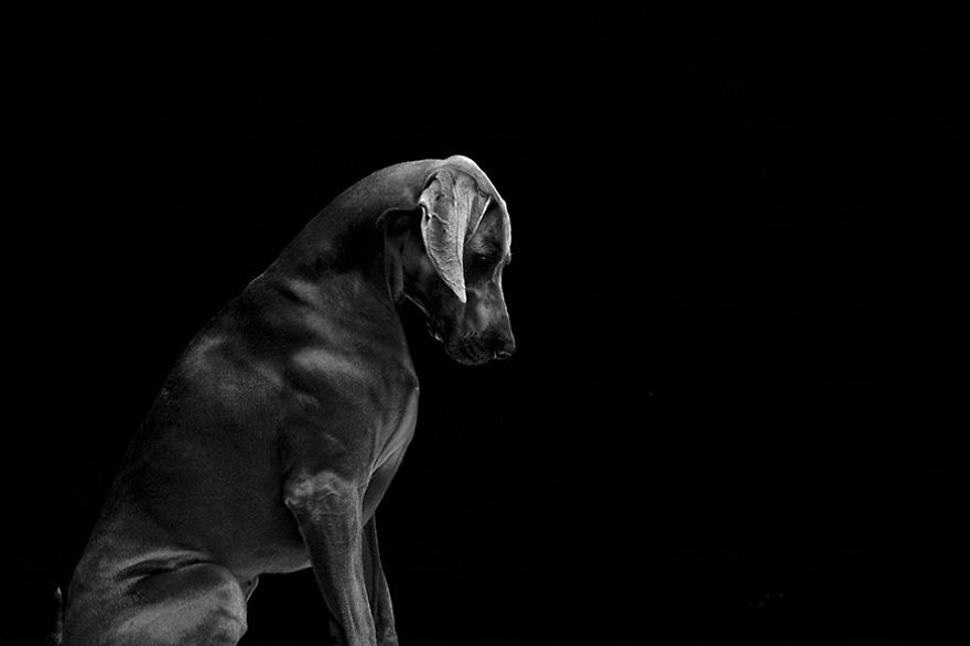 I Photograph The Natural Behaviour Of Dogs In Black And White
