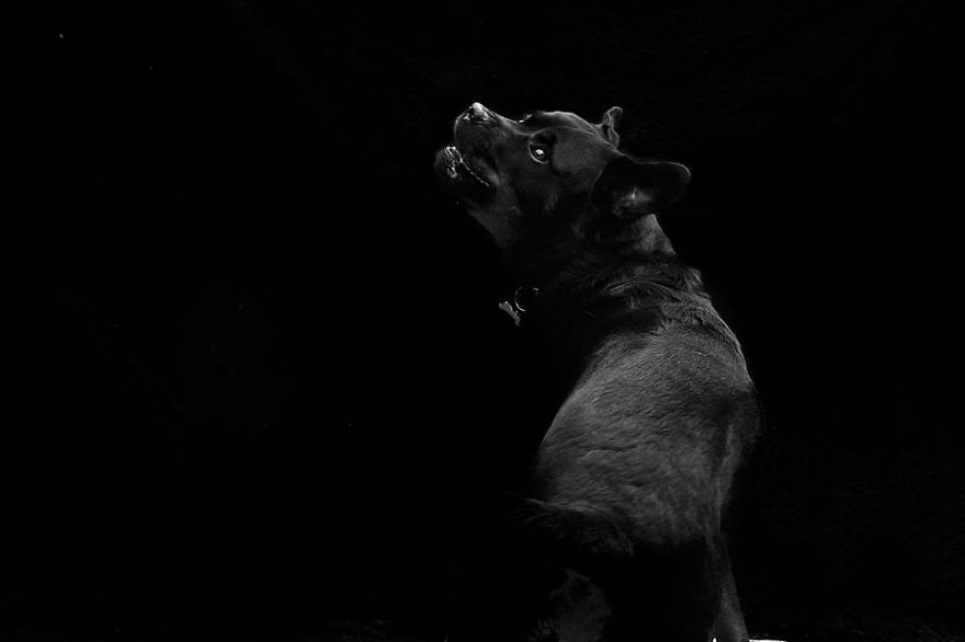 I Photograph The Natural Behaviour Of Dogs In Black And White