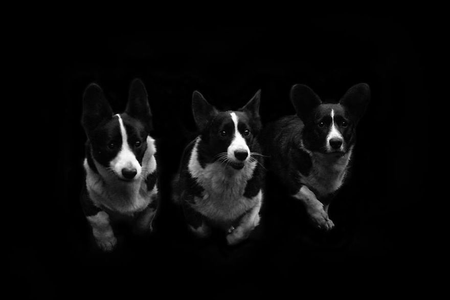 I Photograph The Natural Behaviour Of Dogs In Black And White