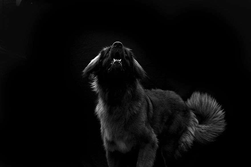 I Photograph The Natural Behaviour Of Dogs In Black And White