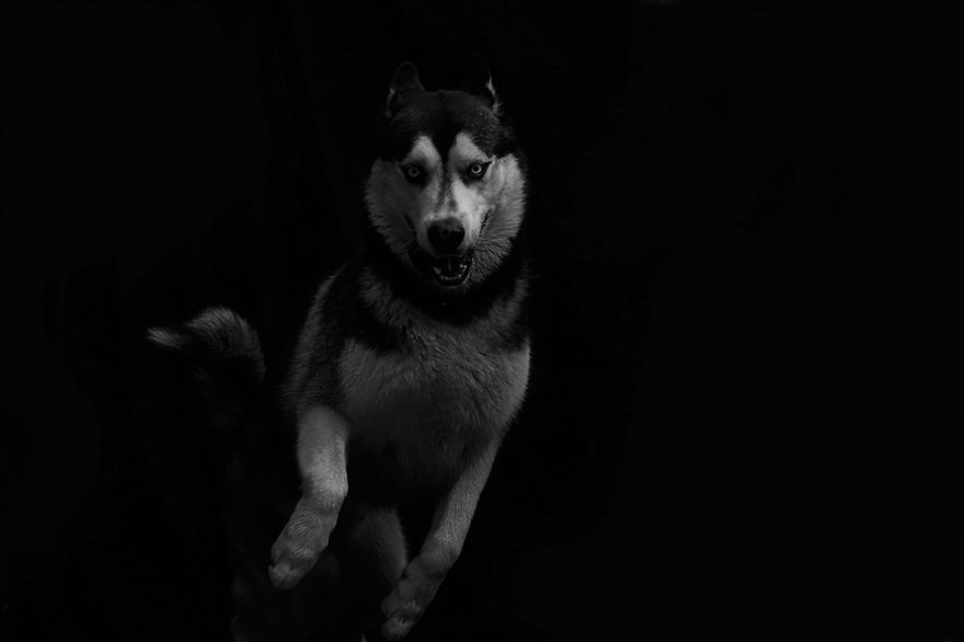 I Photograph The Natural Behaviour Of Dogs In Black And White