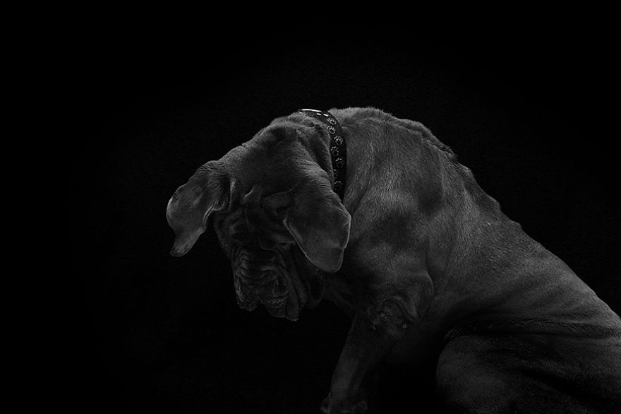 I Photograph The Natural Behaviour Of Dogs In Black And White