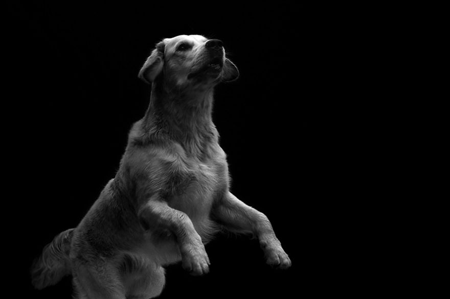 I Photograph The Natural Behaviour Of Dogs In Black And White