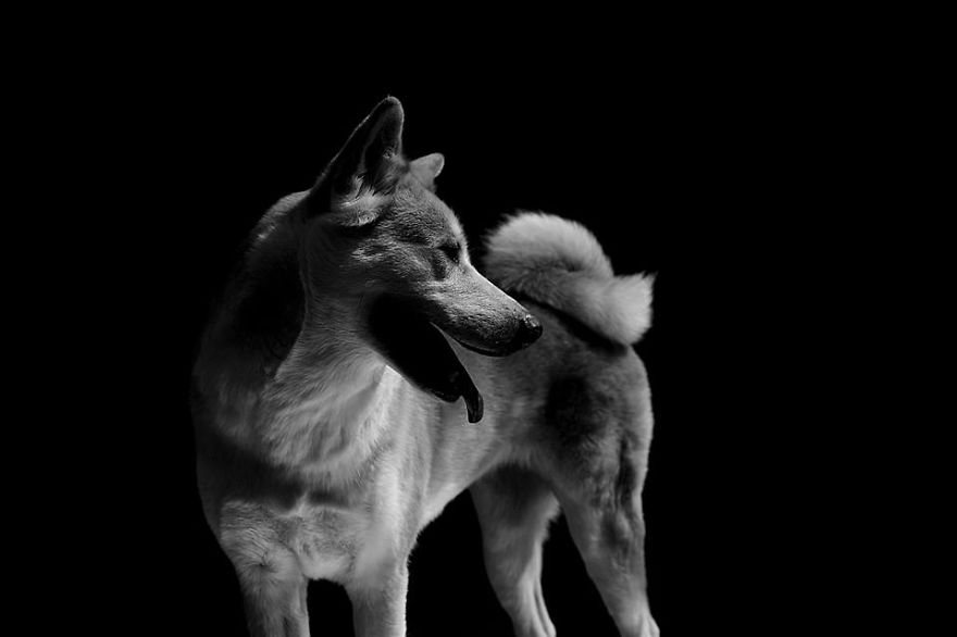 I Photograph The Natural Behaviour Of Dogs In Black And White