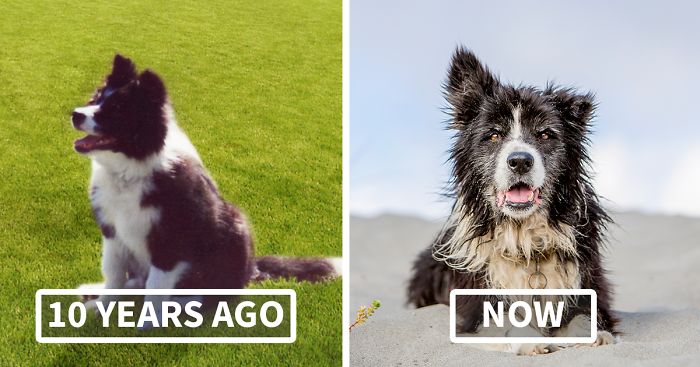 A Dog Who Vanished Without A Trace 7 Years Ago Finally Reappeared, And I Did His Photoshoot