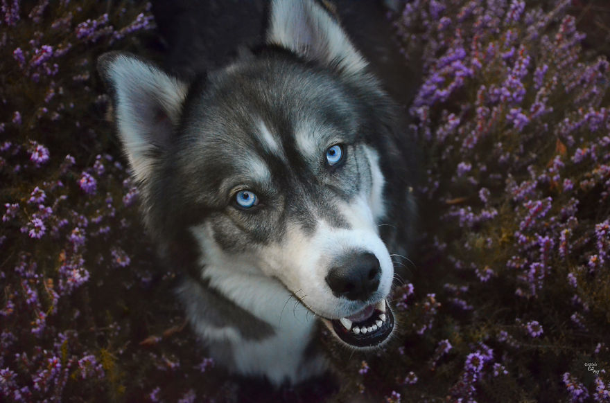 I Rescued A Husky And Later He Saved Me From An Abusive Relationship