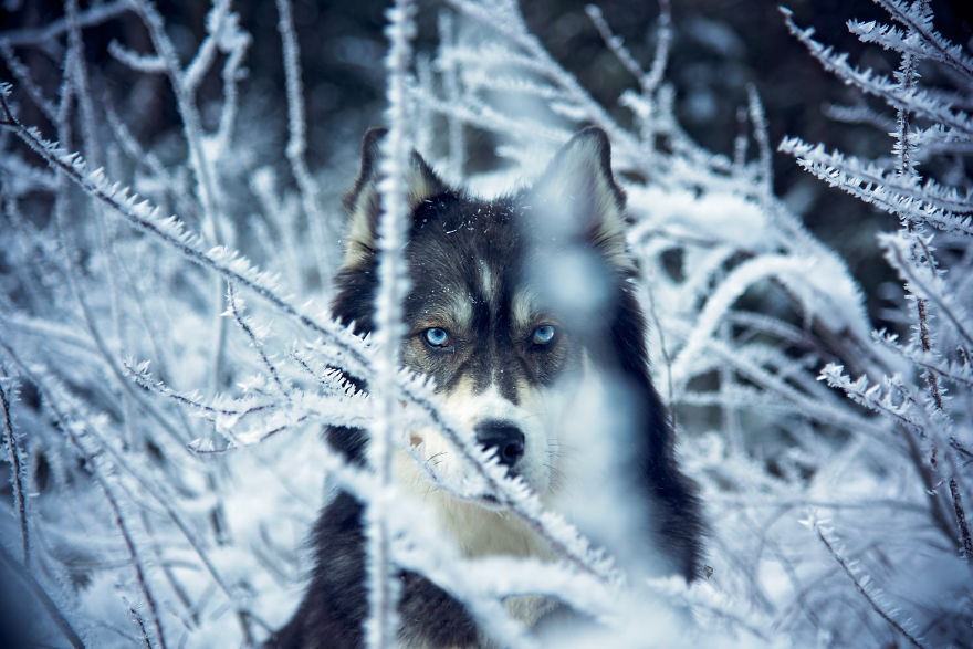 I Rescued A Husky And Later He Saved Me From An Abusive Relationship