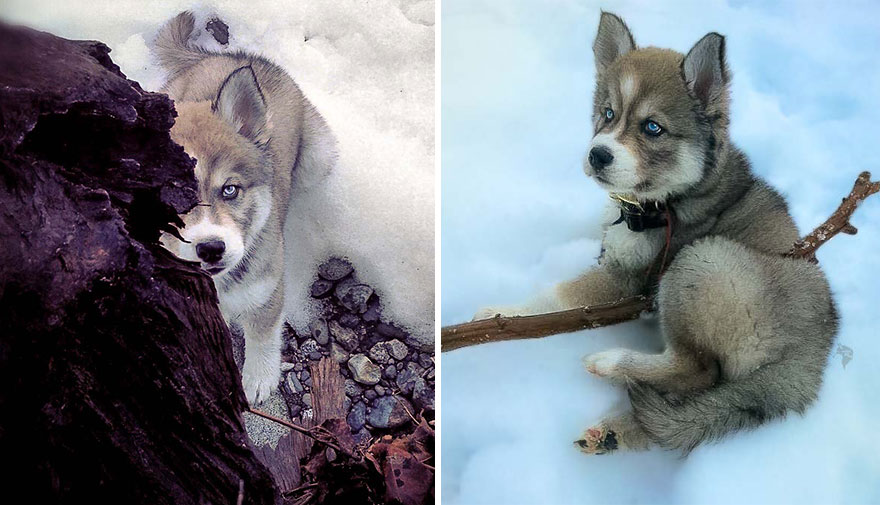 I Rescued A Husky And Later He Saved Me From An Abusive Relationship