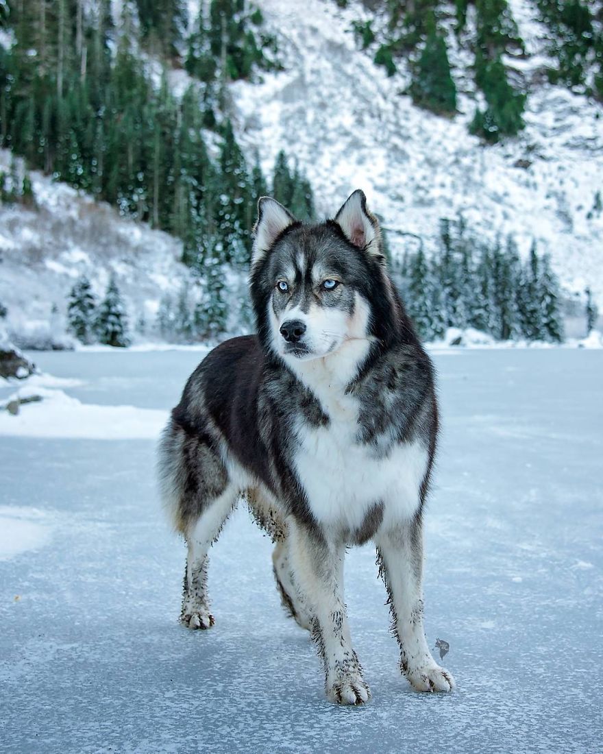 I Rescued A Husky And Later He Saved Me From An Abusive Relationship