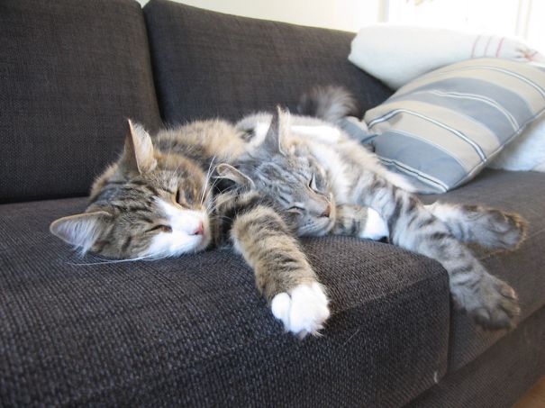 Two cats sleeping on a sofa, cozy and ready for Valentine's Day celebrations.