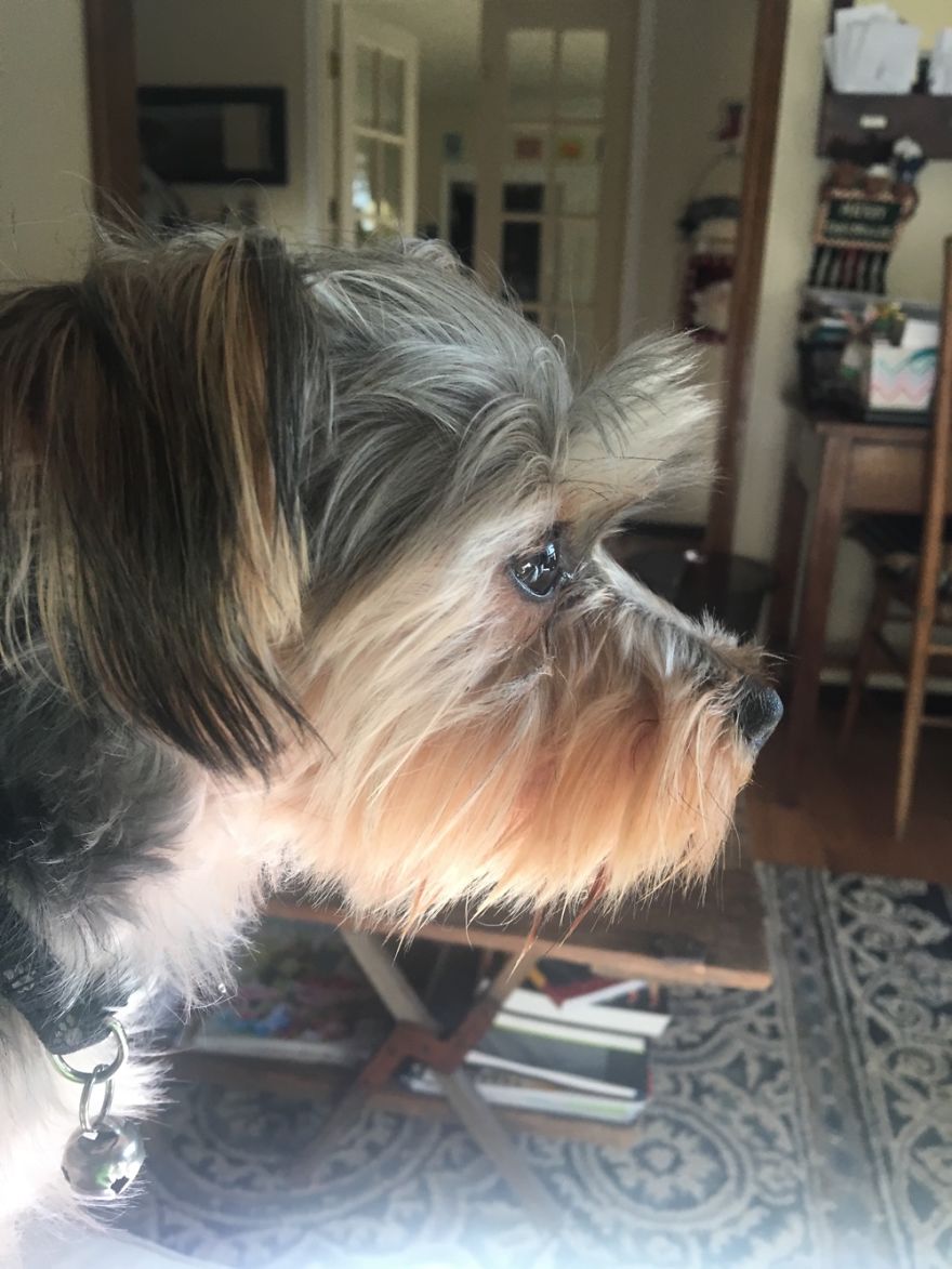 I Decided To Photograph Every Day I Of My Dogs Life, Here's When He Was Waiting For My Mom..