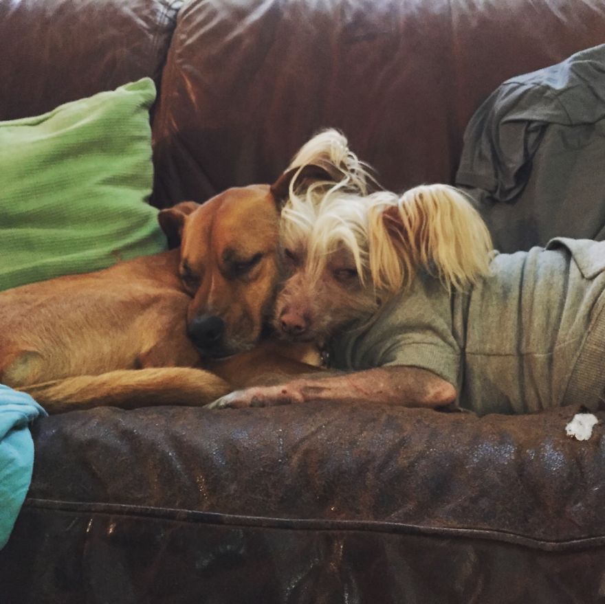 Doggie Snuggles❤️