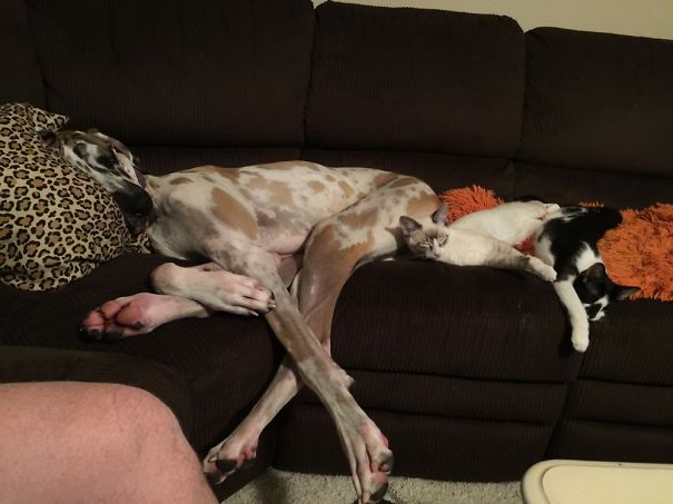 Cats and a dog lounging together on a brown couch, cozily settled for Valentine's Day.