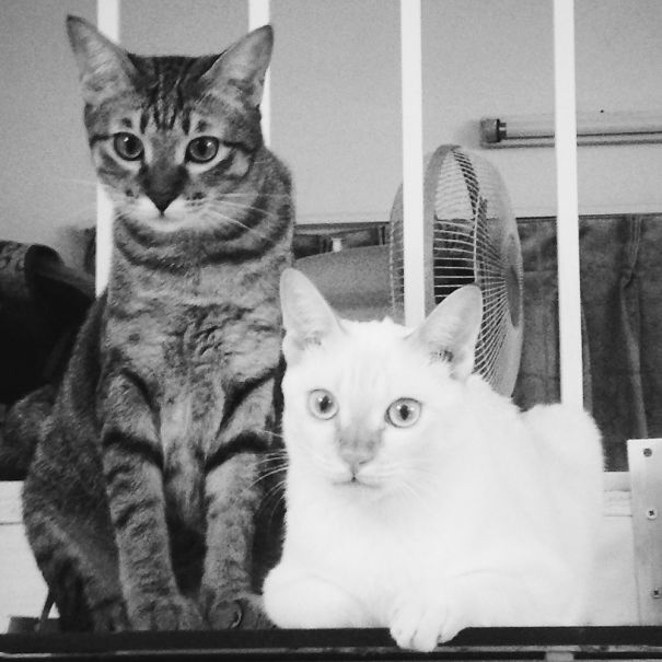 Two playful cats posing together, appearing ready in the spirit of Valentine's Day.
