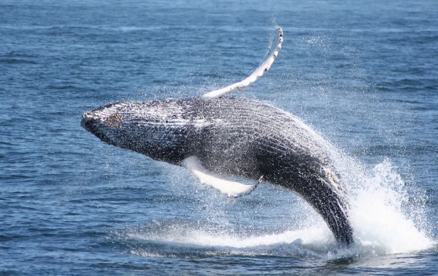 Humpback Breeches Off Cape Cod.