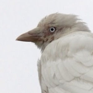 542c8ec27497e avatar