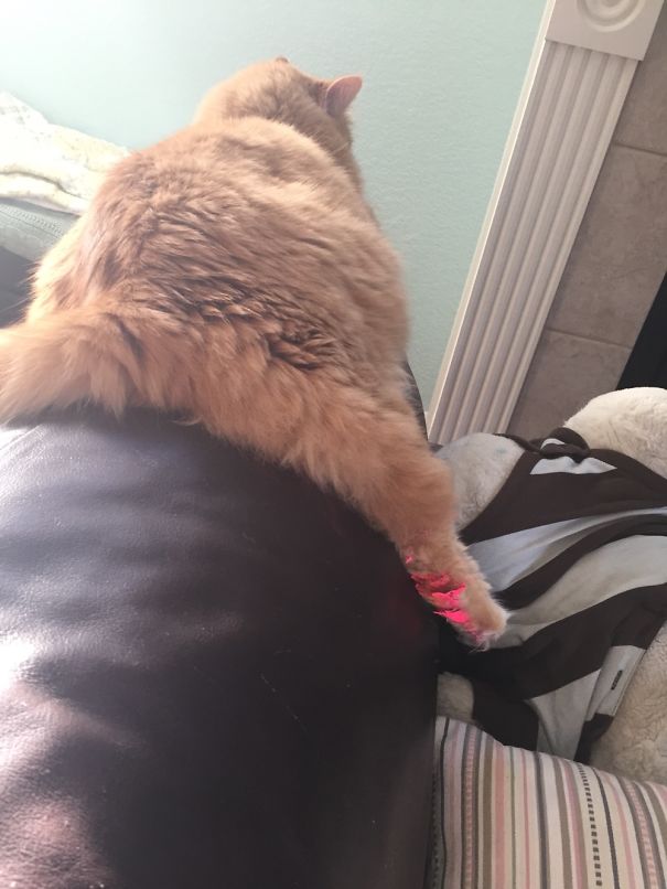 Fluffy orange cat lounging on a couch, ready for Valentine's Day celebrations.