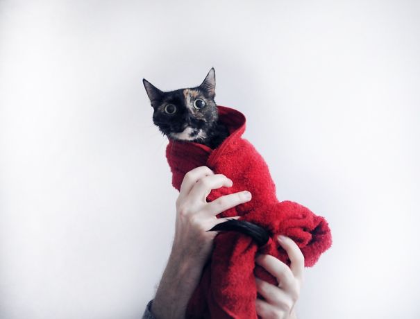 Cat wrapped in a red towel, looking surprised, ready for Valentine's Day.