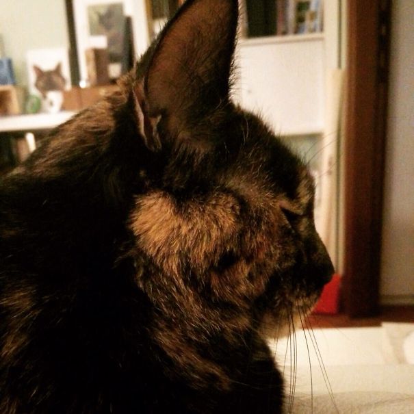 A tortoiseshell cat calmly sitting, ready for Valentine's Day celebration.