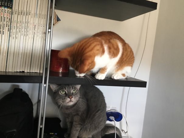 Two cats on bookshelf, one orange and white, the other gray, playfully interacting, preparing for Valentine's Day.