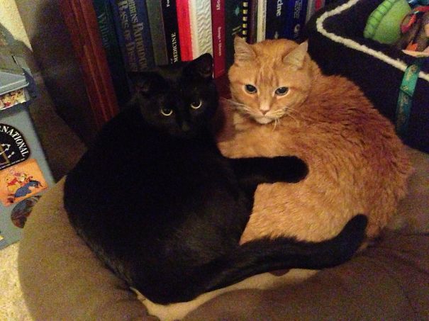 Two cats cuddling on a cushion, one black and one ginger, surrounded by books, showcasing Valentine's Day coziness.