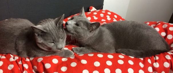 Two grey cats lounging on a red polka-dotted blanket, ready for Valentine's Day.