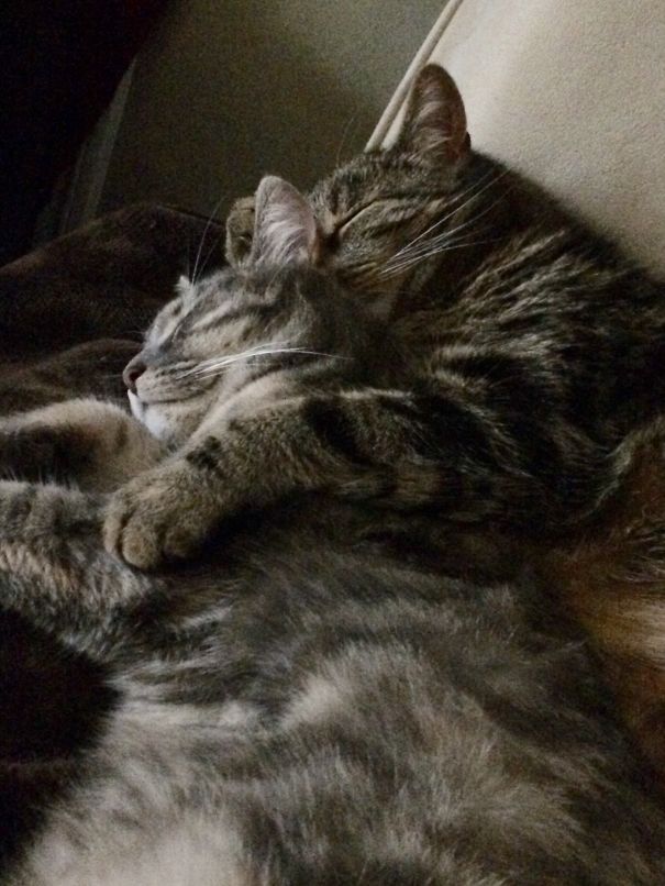 Two cats cuddling, showcasing affection and warmth, perfect for Valentine's Day ambiance.