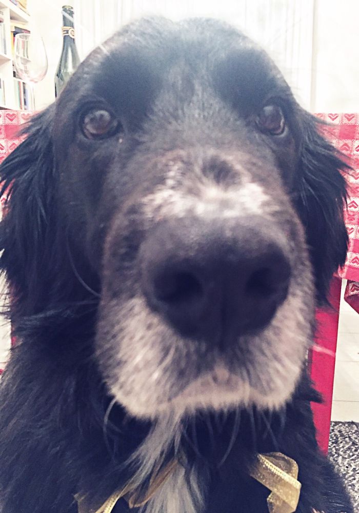 Chewbacca You Talkin To Me? Well I'm The Only One Here.