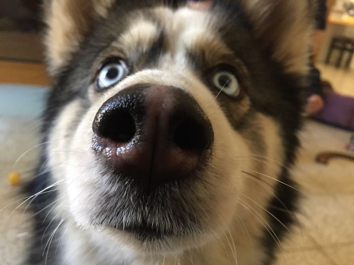 Did You Say Cookies!?!?!?!