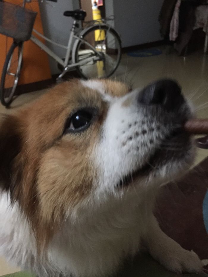 Mr. Bean: I've Got To Eat This Beef Bar!!!