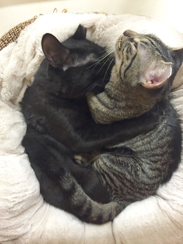 Two cats snuggling in a cozy bed, symbolizing Valentine's Day affection.