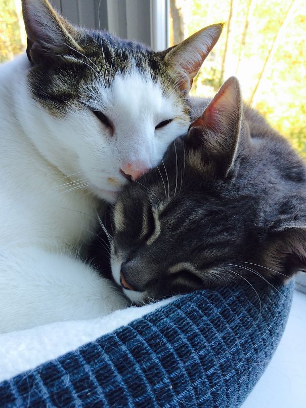 Two cats cuddling in a cozy basket, showcasing their affection, ready for Valentine's Day.