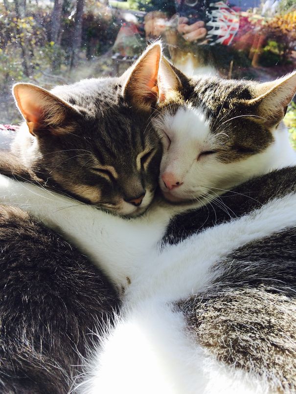 Two cats cuddling together, creating a heart shape, perfect for Valentine's Day.