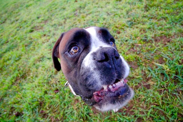 Boxer Dog Dreaming