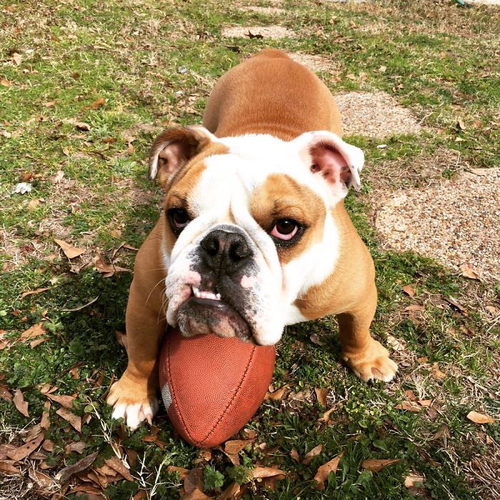 Nose Body Gets My Ball