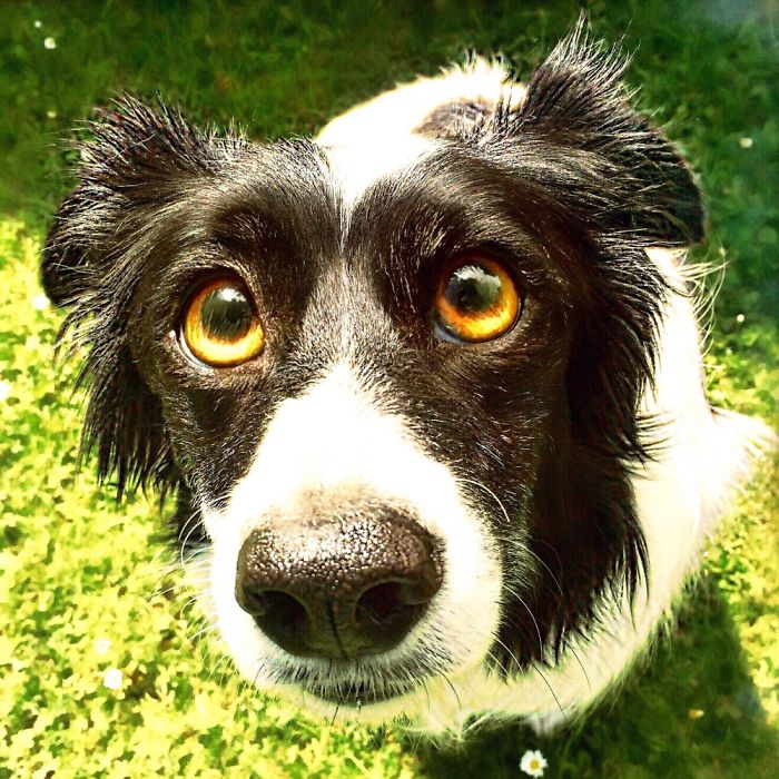 'i Have Just Met You, And I Love You'. - Skye Animated In The Style Of Up.