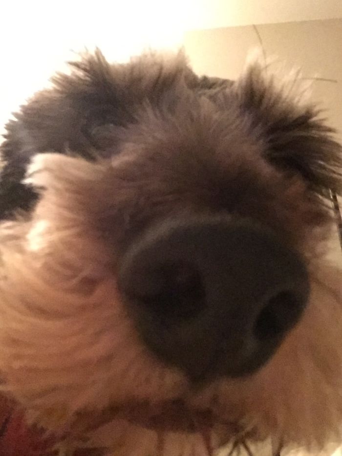 Hector Just Not Getting The Selfie Thing