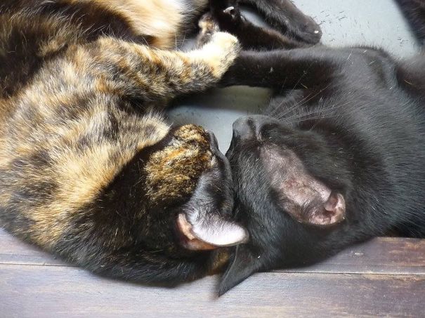 Two cats curled up together, one black and one tortoiseshell, embodying Valentine's Day affection.