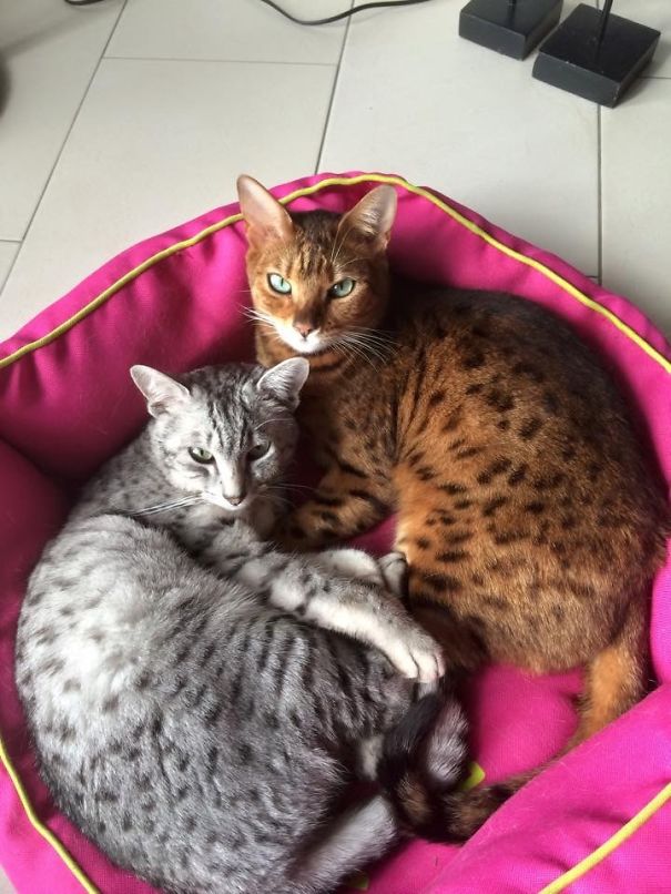Two cats cuddling on a pink bed, showcasing affection and companionship.