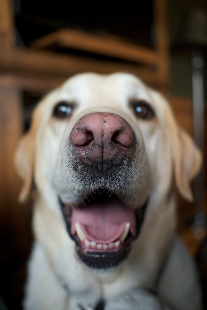 Riley And His Big Pink Shnoz