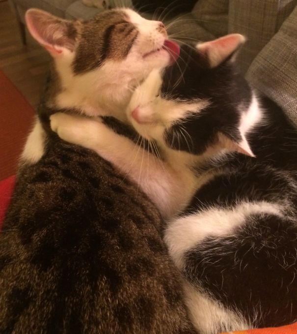 Two cats cuddling affectionately, with one licking the other, ready for Valentine's Day.